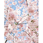 Awesome Blossoms <3