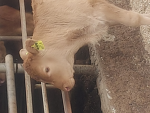 로벅먹는 한우