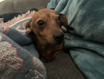 Dooooogs!