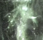snakefangs