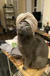 officialcat army