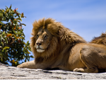 uncharted beasts