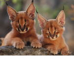 The very cute floppa group