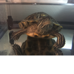 The Turtle Tribe!