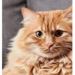 Kittens group <3 have fun