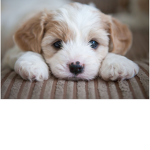 Puppys:D
