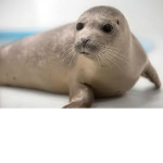 Water Seal Gang