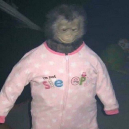 Cursed Monkey Roblox decal