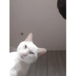 LOLLYSI