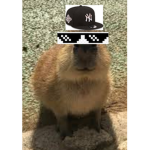 The swagy Capybaras group