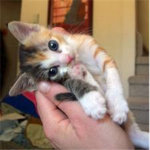 Kitten Republic Nation of Yes.