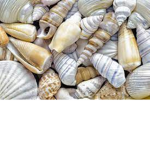 sea shell clothing