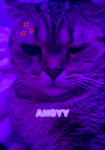 angy kiwii
