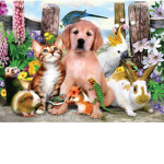 Cat's and dogs co-operation