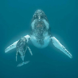 Animal Island