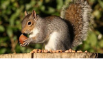 The Way of The Squirrel