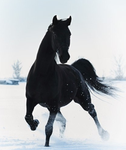 S&L Riding Academy