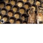 Bees got bars