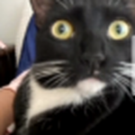 catoodle