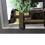 The the the cats