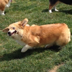 Corgis rule :>