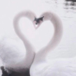 ✿