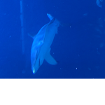 SirSharky