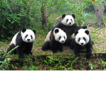 TeamPandas