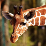 Giraffe Land Studio