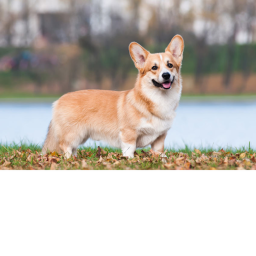 DOGE CORE