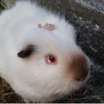 Oscar The Guinea Pig Fan Club