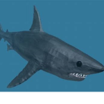Team Shark 5