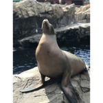 THE SEA LION GROUP