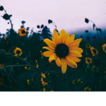 ~Sunflower•Squad~