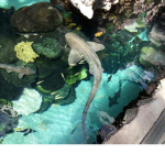 .-Shark Gang-.