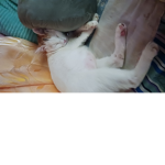 ~Potato The kitty~