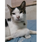 MLG CAT WOW