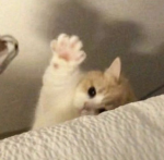 House Meow