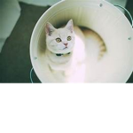 Cat Community :3