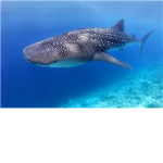Whale Shark Group (Rhincondon Typus)