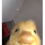 - ɢɪɢɪ'ꜱ ᴄʟᴏꜱᴇᴛ -