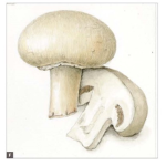 Mrshroom kingdom