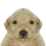 Inu Gang