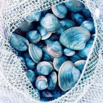 Seashell's Closet