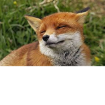 Fox Gud