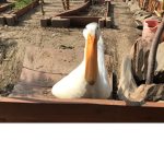 Picotheduck’s group official