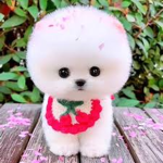 Doggy are cute pleaseeee