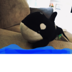 The really friendly stuff Animal whale nice groups