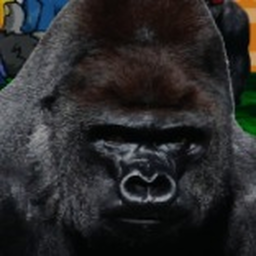 find the gorillas