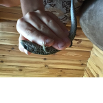 Lizard adventures
